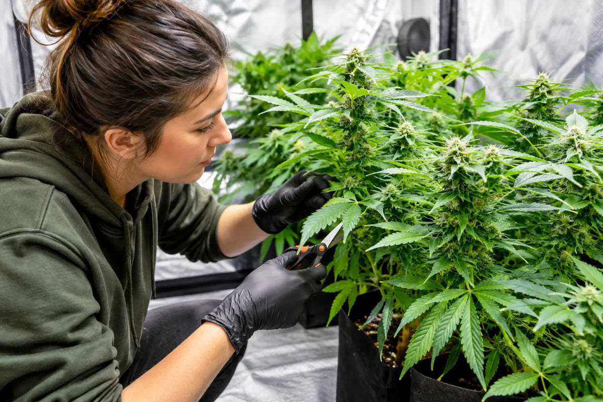 Growzelt richtig entlauben ohne Pflanzenstress