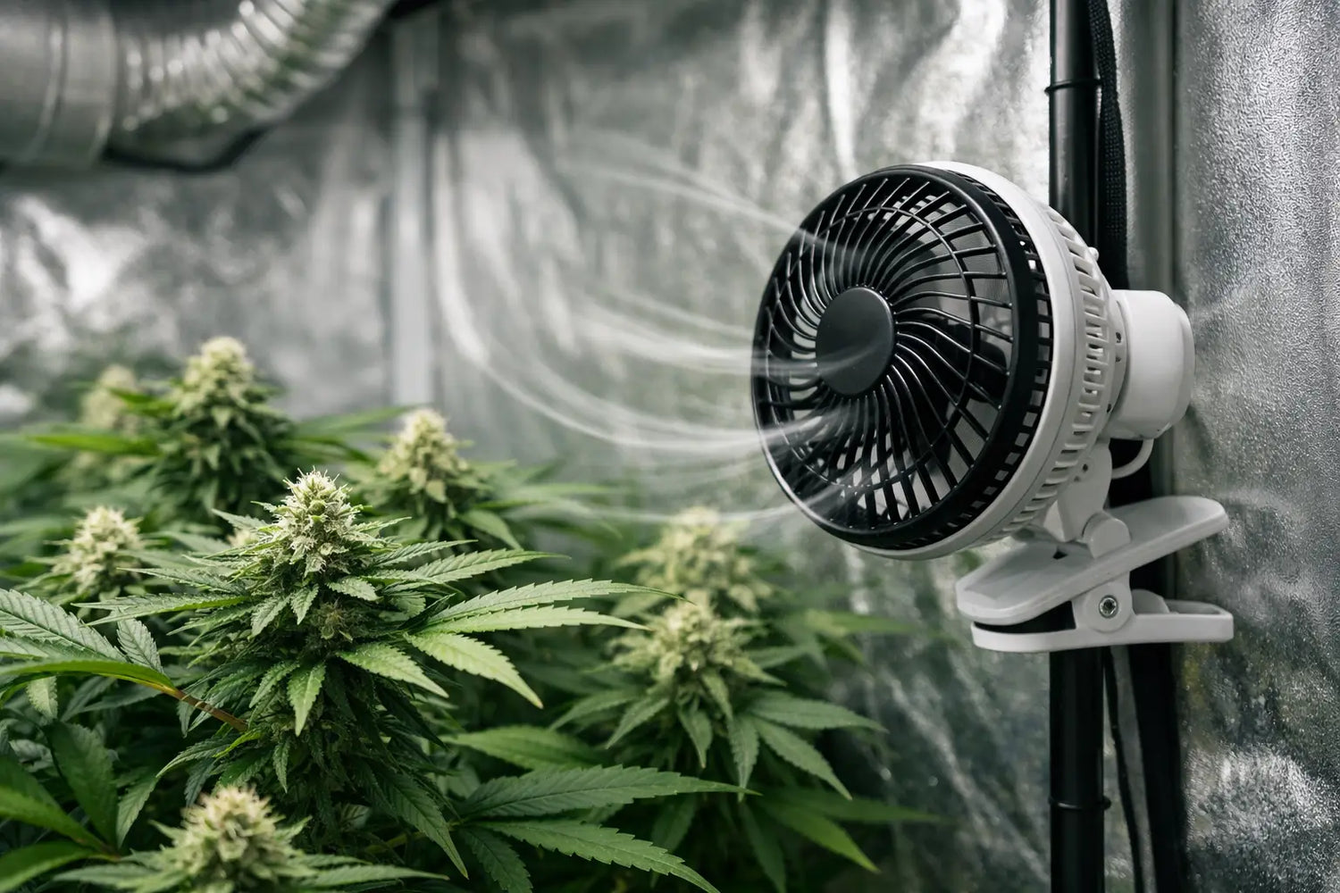 Wann Umluft im Growzelt wirklich nötig ist