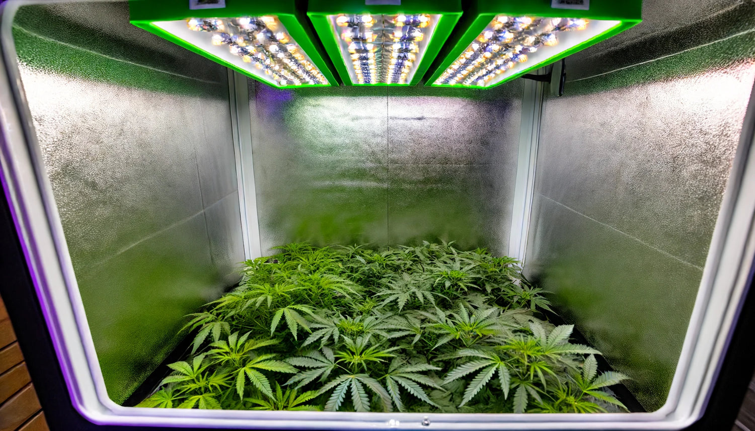 Die perfekte Growbox für deinen Grow GoGrow