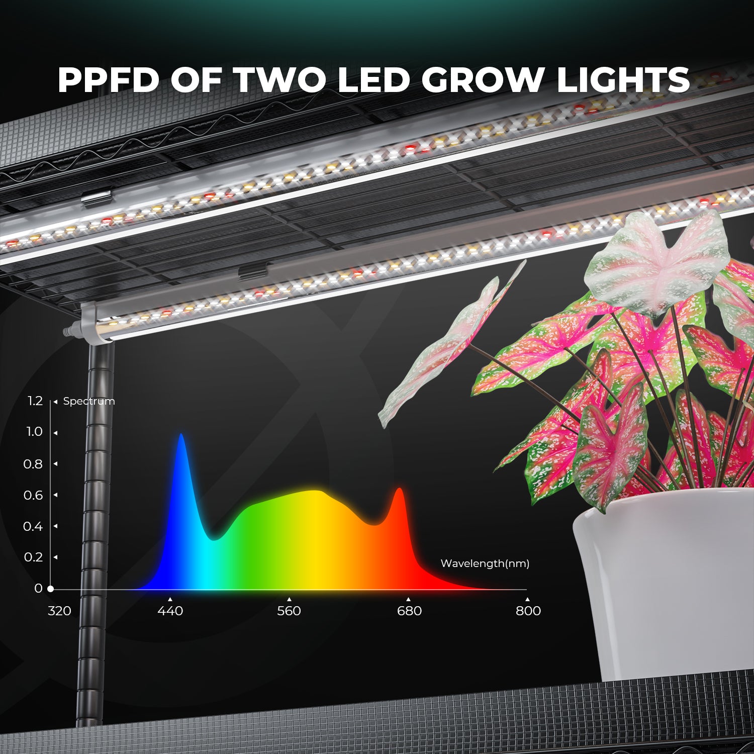 Anzucht/Stecklinge Komplettset (110x40x180 cm) 250 Watt LED