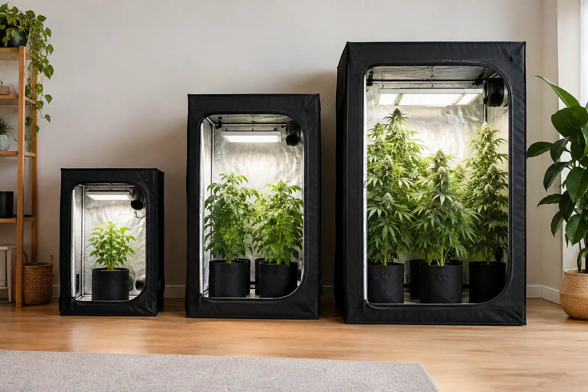 Growbox Vergleich: Welche Größe passt zu dir?