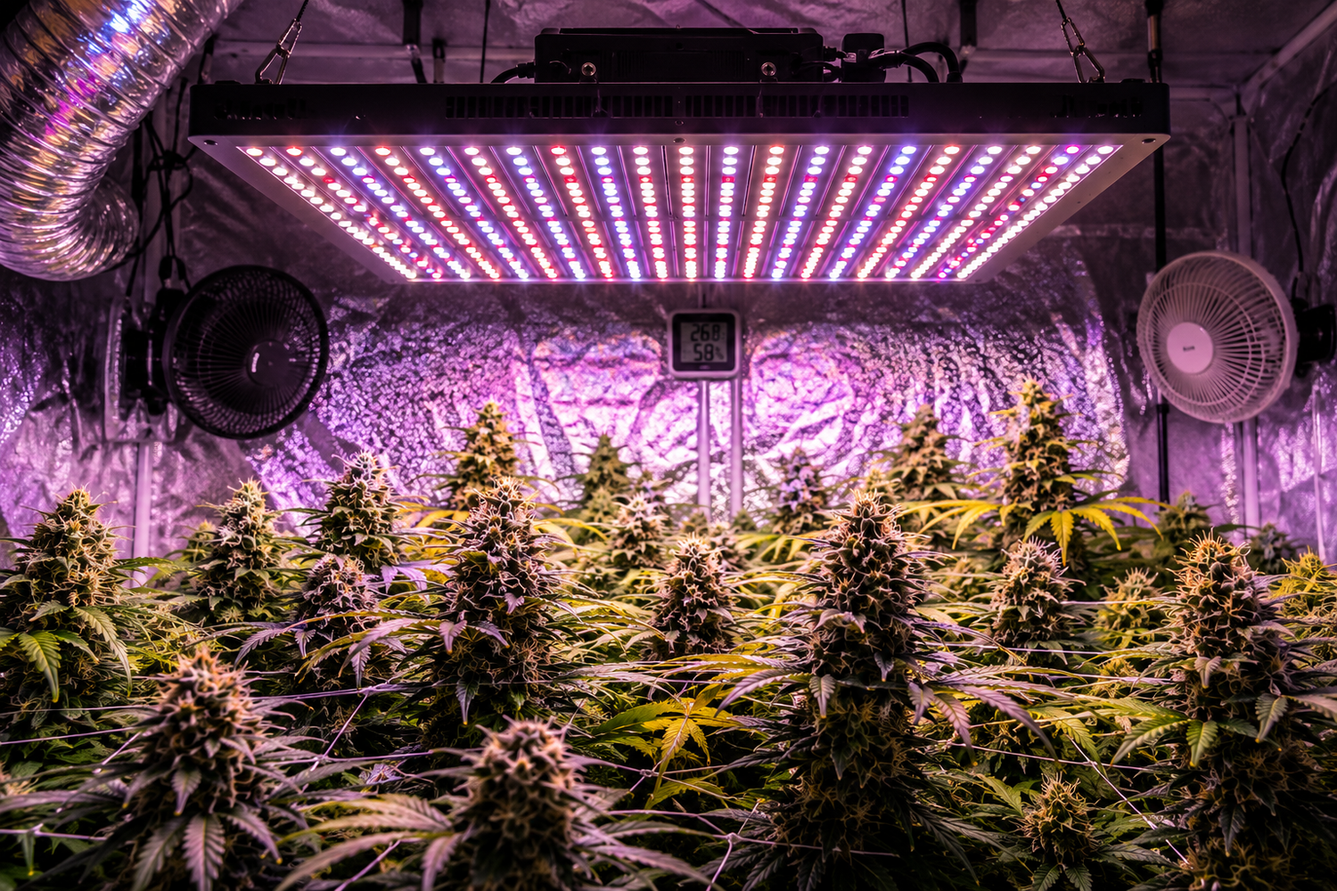 Tipps für den Cannabisanbau mit LED Lampen